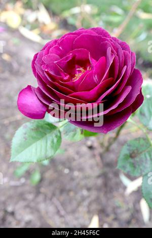 Rosa 'Twilight Zone