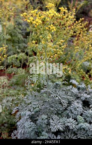 Ruta chalepensis fringed rue – yellow flowers with incurved fringed margins and silver grey compound leaves,  October, England, UK Stock Photo