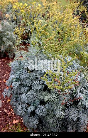 Ruta chalepensis fringed rue – yellow flowers with incurved fringed margins and silver grey compound leaves,  October, England, UK Stock Photo