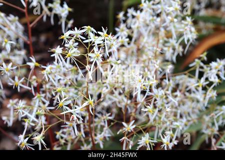 Saxifraga fortunei var incisolobata mass of airy sprays of tiny white flowers with one long petal,  October, England, UK Stock Photo