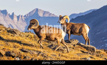 A pair of big horn sheep on a ridgeline off of Trail Ridge Road in Rocky Mountain National Park, Colorado Stock Photo