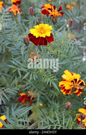 Tagetes patula ‘Sparky Mixed’ French marigold Sparky Mixed - double deep red flowers with yellow outline margins and yellow upper petals,  October, UK Stock Photo