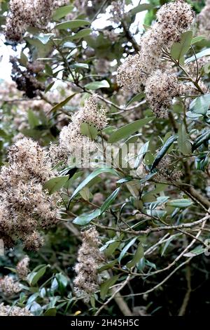 Tarchonanthus camphoratus camphor bush – fluffy spherical seed heads and dark green elliptic leaves,  October, England, UK Stock Photo