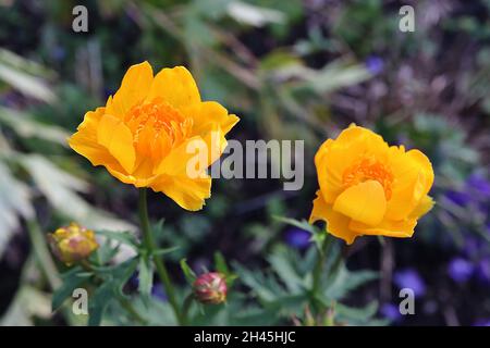 Trollius x cultorum ‘Orange Crest’ Orange Crest globeflower – yellow bowl-shaped flowers with slender inner petals,  October, England, UK Stock Photo