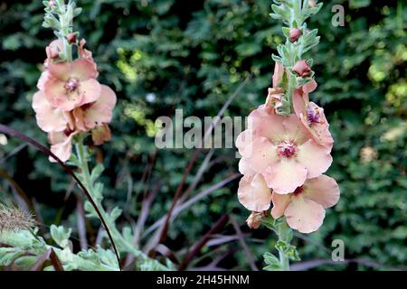 Verbascum ‘Jackie’ mullein Jackie – loose flower spikes of apricot peach bowl-shaped flowers with fluffy purple stamens, October, England, UK Stock Photo