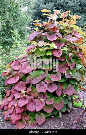 Vitis coignetiae crimson glory vine – very large dark red and green wrinkled leaves slightly lobed,  October, England, UK Stock Photo