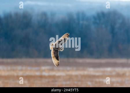 Short-eared Owl in a banking pose as it is hunting over the grasslands/farm fields Ulster County, New York, USA Stock Photo