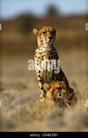 Cheetah the fastest land mammal at Kgalagadi Transfontier Park, South Africa Stock Photo