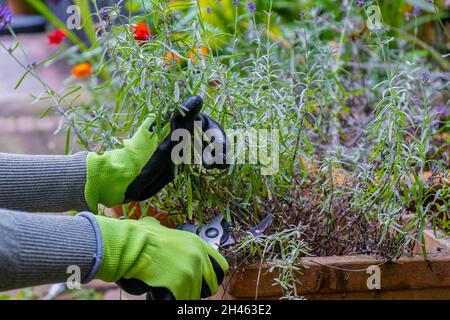 Gardener's hands in gloves with garden shears. Pruning lavender in the fall. Stock Photo