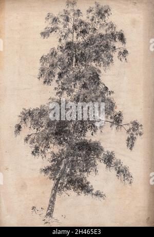 A tree, possibly siver birch (Betula pendula). Pencil drawing. Stock Photo