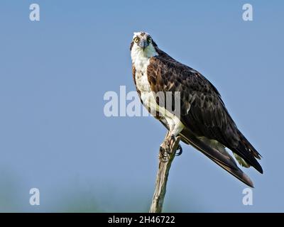 Osprey Standing on a Dead Tree Branch Stock Photo