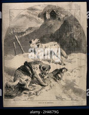 Two St. Bernard dogs find a lost unconscious figure in the snow, while one tries to revive the figure the other howls for help. Wood engraving. Stock Photo