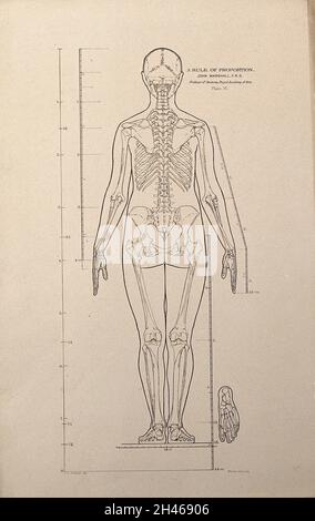 Human Figure Rear View Rear view of an anatomical skeleton model Stock Photo - Alamy