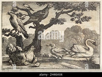 Various birds: a swan on the water, a hen and chicks on the ground and ...