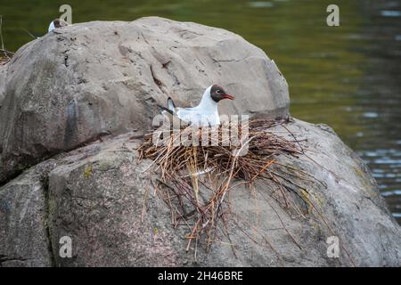 The common tern, Sterna hirundo, sits in its nest on rock on lake shore. Seabird sits in its nest in spring Stock Photo
