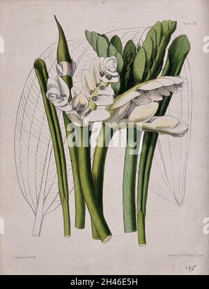 Cape pondweed or water hawthorn (Aponogeton distachyus): flowering stems and leaves. Coloured zincograph by L. Constans, c. 1851, after himself. Stock Photo