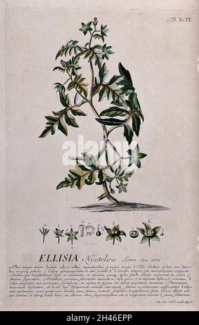 'Aunt Lucy' (Ellisia nyctelea (L.) L.): flowering stem with separate flower and fruit segments and a detailed description. Coloured engraving by J.J. or J.E. Haid, c.1750, after G.D. Ehret. Stock Photo