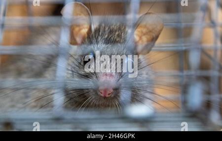A rat trapped in a environmentally friendly trap made from wire Stock Photo