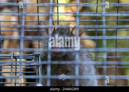A rat trapped in a environmentally friendly trap made from wire Stock Photo