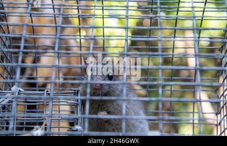 A rat trapped in a environmentally friendly trap made from wire Stock Photo