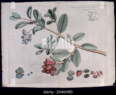 Avicennia officinalis L.: branch with flowers, fruit and leaves and separate sections of fruits, flowers and kernels. Coloured line engraving. Stock Photo