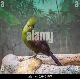 The Guinea turaco,Tauraco persa, also known as the green turaco or green lourie, is a bird in the family Musophagidae. Tauraco persa buffoni subspecie Stock Photo