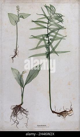Three liliaceous flowering plants, including lily of the valley (Convallaria majalis) and whorled Solomon's seal (Polygonatum verticillatum). Colour nature print by A. Auer, c. 1853. Stock Photo