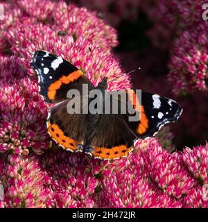 Red Admiral Butterfly, (Vanessa atalanta) Feeding on Sedum Stock Photo