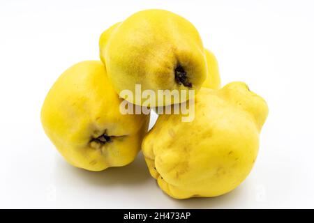 Quince on a white background. In combination with the shade of ripe quince. close-up Stock Photo
