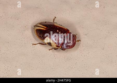 Adult Turtle Beetle of the species Chelonarium ornatum Stock Photo - Alamy