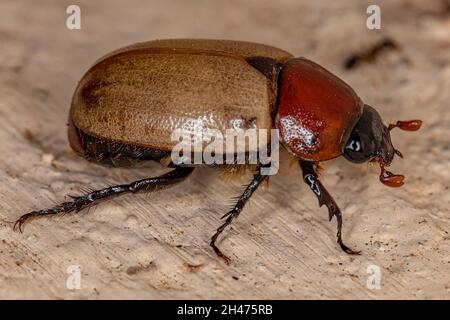 Adult Brown Scarab of the Family Scarabaeidae Stock Photo