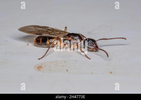 Adult Female Carpenter Queen Ant of the genus Camponotus Stock Photo