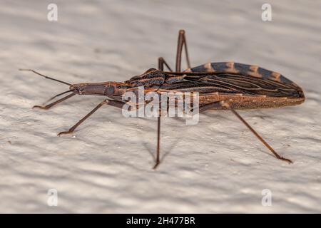 Adult Bloodsucking Conenose of the genus Rhodnius Stock Photo