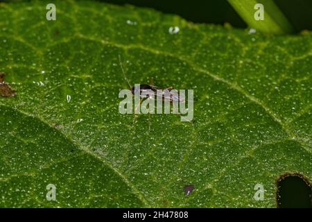 Small Adult Nematoceran Fly of the Suborder Nematocera Stock Photo