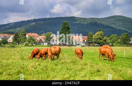 Kühe, Weide, Reinhardshagen, Hessen, Deutschland Stock Photo