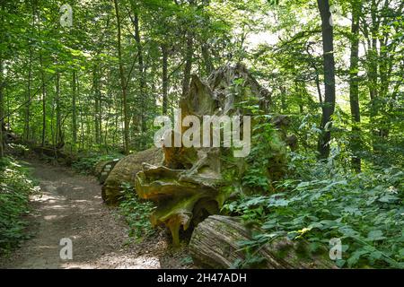 Baum, Waldweg, Weserbergland bei Würgassen, Nordrhein-Westfalen, Deutschland Stock Photo