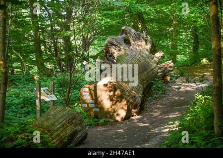 Baum, Waldweg, Weserbergland bei Würgassen, Nordrhein-Westfalen, Deutschland Stock Photo