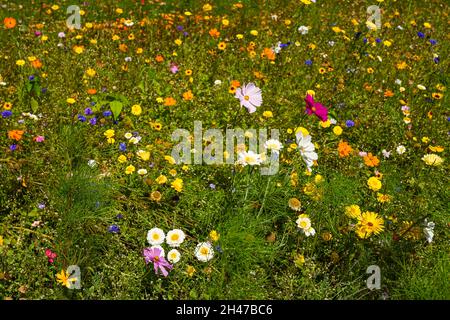Bunte Blumenwiese, Blüten, Vielfalt Stock Photo