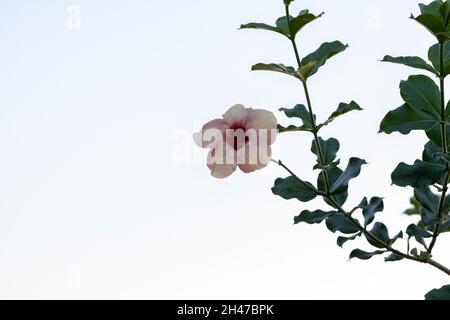 Purple Allamanda Plant Flower of the species Allamanda blanchetii Stock Photo