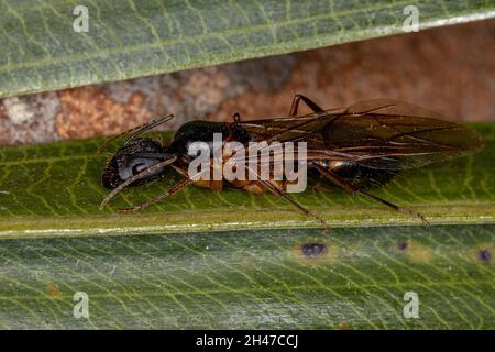 Adult Female Carpenter Queen Ant of the genus Camponotus Stock Photo