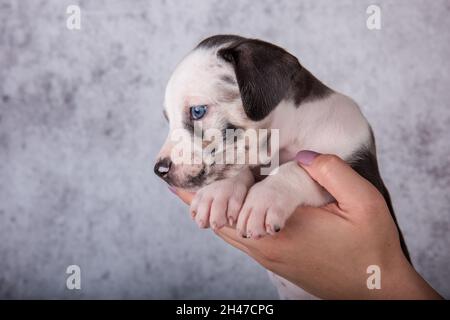 Louisiana Catahoula Leopard Dog puppy on hands Stock Photo