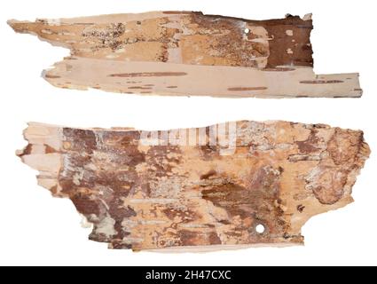 Back side of birch bark isolated on white background Stock Photo