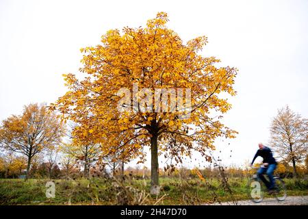 Hanover, Germany. 01st Nov, 2021. A cyclist rides past trees with autumn colored leaves in a park in the morning. Credit: Moritz Frankenberg/dpa/Alamy Live News Stock Photo