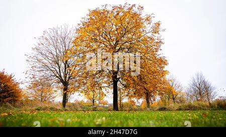 Hanover, Germany. 01st Nov, 2021. Trees with autumn coloured leaves stand in a park in the morning. Credit: Moritz Frankenberg/dpa/Alamy Live News Stock Photo