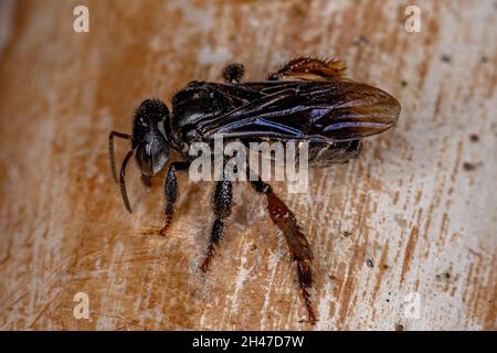 Adult Stingless Bee of the Tribe Meliponini Stock Photo