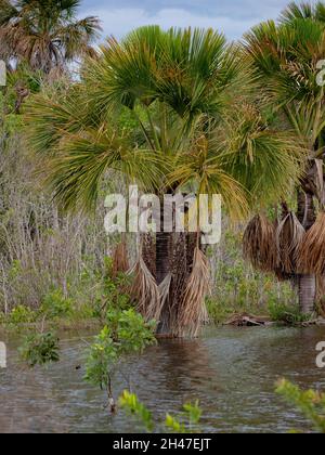 Moriche Palm Tree of the species Mauritia flexuosa Stock Photo