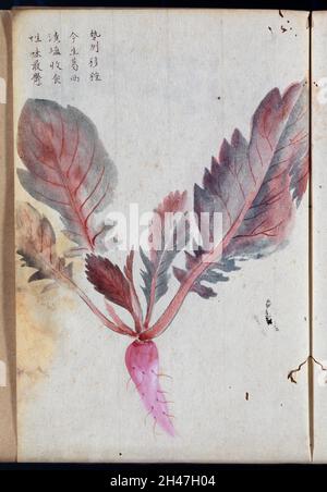 A radish (Raphanus species): root and leaves. Watercolour. Stock Photo