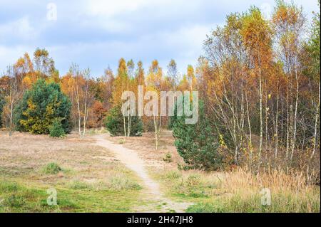 Footpath through an autumn forest of young pines and birches with golden and red leaves, seasonal landscape, ecology concept, copy space, selected foc Stock Photo