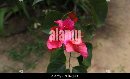 Close up of a blooming pink bougainvillea flower cluster in the garden Stock Photo