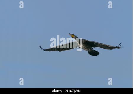 Flying great cormorant bird (Phalacrocorax carbo), the black seabird feeds on fish caught through diving, blue sky with copy space, selected focus, mo Stock Photo